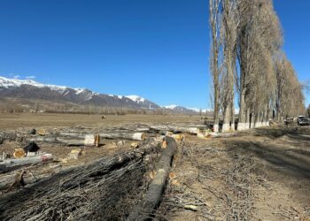 Ысык-Көлдөгү жол жээгинде бак-дарактар кыйылып жатат (видео)