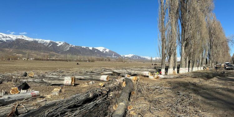 Ысык-Көлдөгү жол жээгинде бак-дарактар кыйылып жатат (видео)