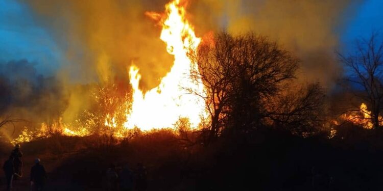 Таласта токой өрттөндү (сүрөт)