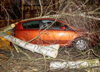 «Унааңызды бактын түбүнө токтотпоңуз». Бишкек менен Чүйдө катуу шамал күтүлөт