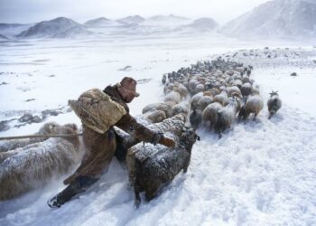 Монголияда 2 айдын ичинде 1,7 миллион кой жана 1,3 миллион эчки кырылып калды