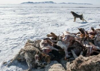 Монголияда жуттан өлгөн малдын саны 5 миллиондон ашты
