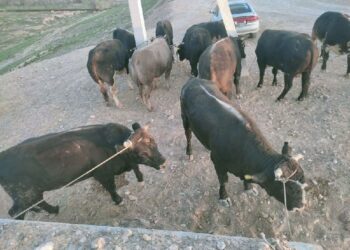 Кыргызстандан Тажикстанга 14 ири мүйүздүү мал айдап өтүүгө шектүү кармалды