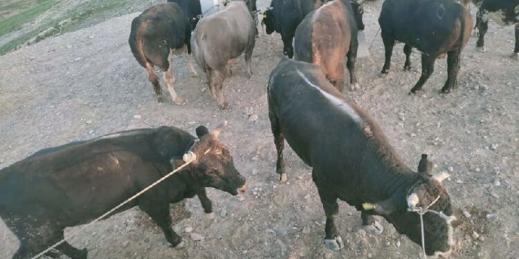 Кыргызстандан Тажикстанга 14 ири мүйүздүү мал айдап өтүүгө шектүү кармалды