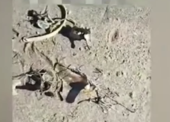 «Ысык-Көлдө адам сөөктөрү табылды» деген видео боюнча милиция маалымат берди