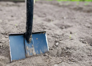 Казакстандыктар ит-мышыкты жерге көмгөндүгү үчүн чоң айыпка жыгылат