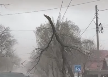 Бишкектеги шамалдан бак-дарактар кулаган видео тарады