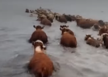 Казакстандагы суу ташкыны. Аймактардагы абал кандай? (видео)