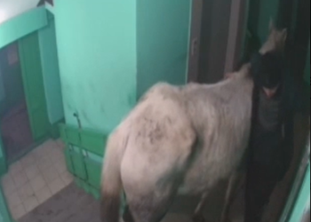 Орусияда аялын таарынтып алган киши 5-кабатка ат менен кирип барган (видео)