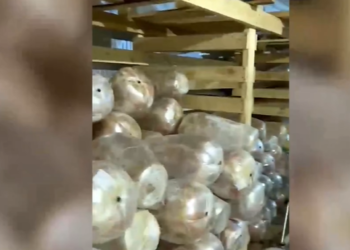 Орусияда бузулуп кеткен 70 тонна эт аныкталды. Андан шаурма жасашмак (видео)