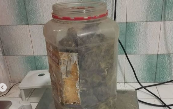 Жети-Өгүз районунун тургуну 1,5 килограмм баңги затын тоокканага катып койгон