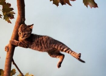 Шашылыш билдирүү! Бишкек менен Чүйдө катуу шамал болушу күтүлүүдө