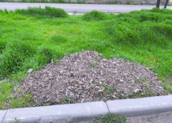 Бишкектеги чайханалардын бири көк чөпкө таштанды ыргыткан (сүрөт)