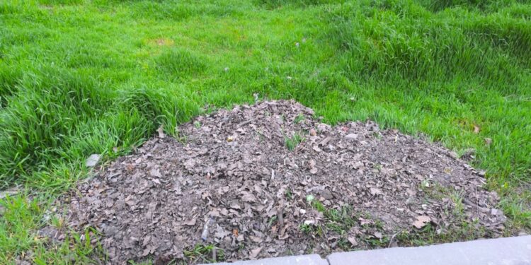 Бишкектеги чайханалардын бири көк чөпкө таштанды ыргыткан (сүрөт)