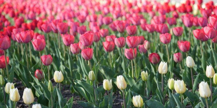 Бишкекте жоогазын гүл ачты. Сүрөткө түшөм десеңиз, даректердин тизмеси