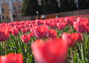 Бишкекте жоогазын гүл ачты. Сүрөткө түшөм десеңиз, даректердин тизмеси