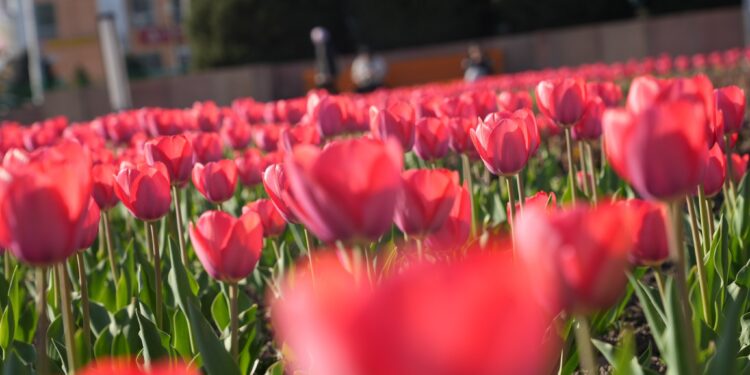 Бишкекте жоогазын гүл ачты. Сүрөткө түшөм десеңиз, даректердин тизмеси