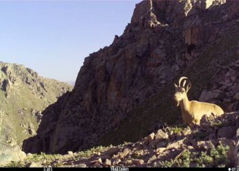 «Каман, аюу, илбирс». Фото капканга түшкɵн жаныбарлардын сүрɵттɵрү