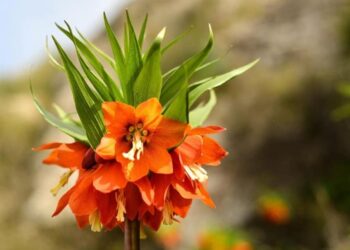 Баткенде Айгүл гүлүн ачты. Бирок баары көрө албайт (сүрөт)