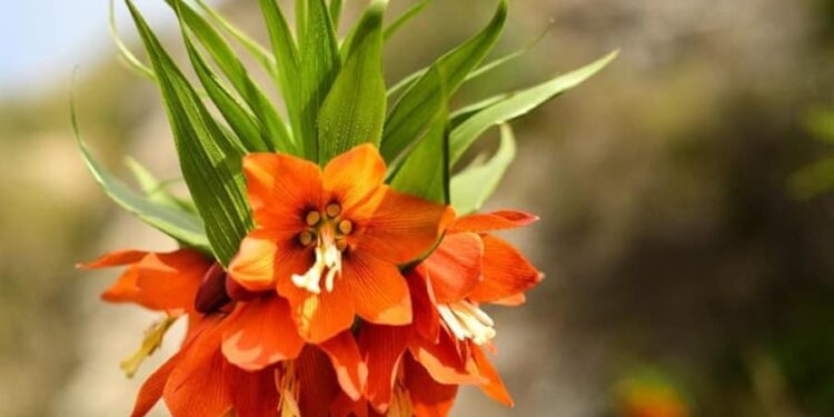 Баткенде Айгүл гүлүн ачты. Бирок баары көрө албайт (сүрөт)