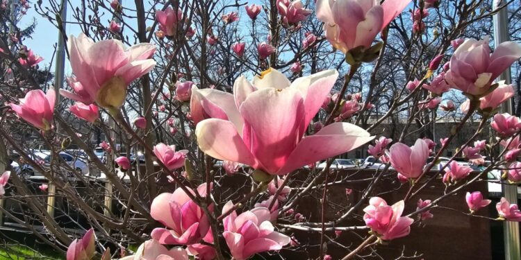 ТИМдин алдындагы магнолия гүлдөдү (сүрөт)