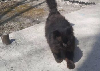 Сахалинде ээси жок мышык жыл сайын ветеринарларга текшерүүгө барып турат