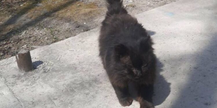 Сахалинде ээси жок мышык жыл сайын ветеринарларга текшерүүгө барып турат