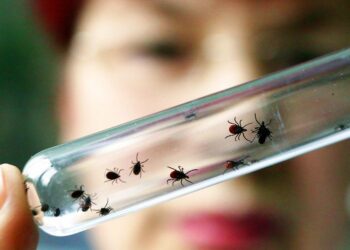 Кенелер ойгонду! Алардан кантип сактануу керек?