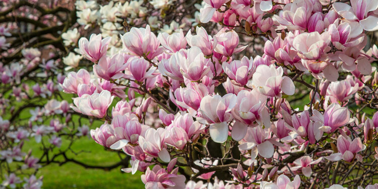 16-апрелге карата өлкөдө күтүлгөн аба ырайы