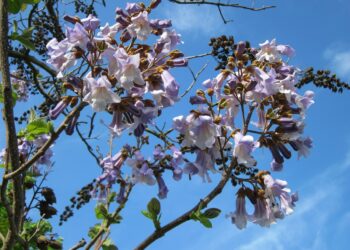 Павловниянын гүлдөгөнүн көрдүңүз беле? Оштун аллеясынын бийиктиктен көрүнүшү