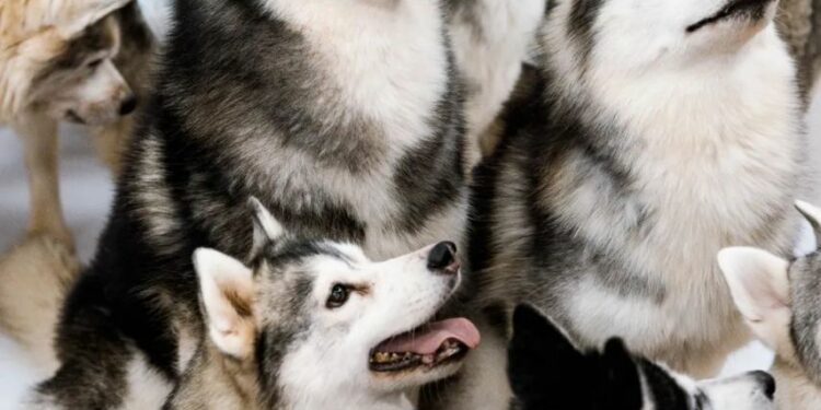 Кытайдагы зоокафеден жүздөгөн хаски качып чыкты (видео)