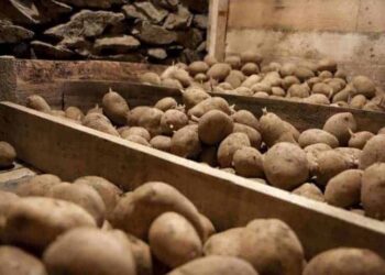 Министрлик депутаттын «картошка жер төлөдө чирип жатат» дегенин калп деди