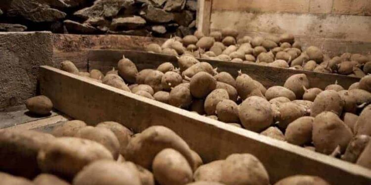 Министрлик депутаттын «картошка жер төлөдө чирип жатат» дегенин калп деди