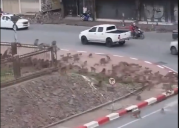 Таиландда маймылдарга каршы күрөшүүчү полиция бөлүмү түзүлдү