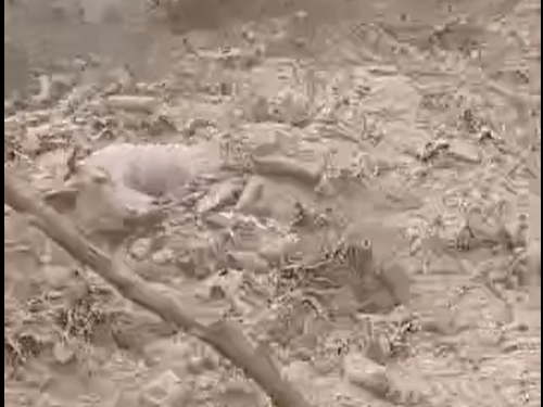 «Уй-торпокту агызды». Ноокатта жүргөн селдин видеосу жарыяланды