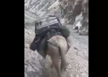 Зардалыга шайлоо бюллетендерин эшек менен алып бара жаткан видео тарады