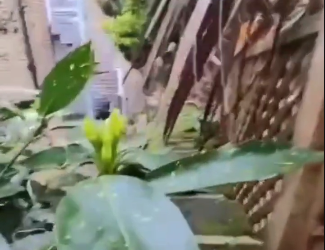 ТикТокчу мышыгынын күн бою кайда жүргөнүн билүү үчүн камера тагып койгон. Видео 35 миллион кароо топтоду