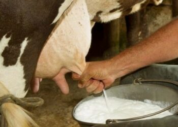 Депутат: «Сүттүн баасы 25 сомго түшүп кетти. Анда эмнеге дүкөндө баа ошол бойдон турат?»