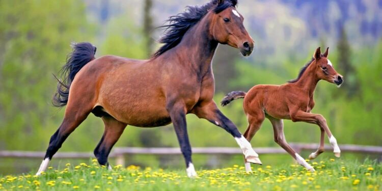 28-майга карата өлкөдө күтүлгөн аба ырайы