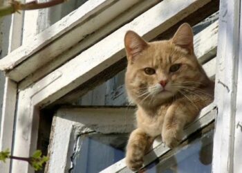 «Ата-энесин бакпаган адам мамлекетке кызмат кылып жарытпайт». Депутат карылар үйүндөгү карылар тууралуу маселе көтөрдү