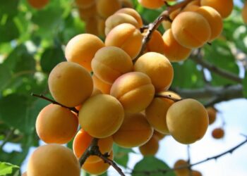 Лейлекте өрүк бышты