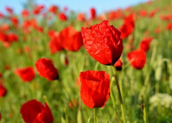 🌺 Кызгалдактуу талаалар! Бишкектин четинде сүрөткө түшүү сезону башталды