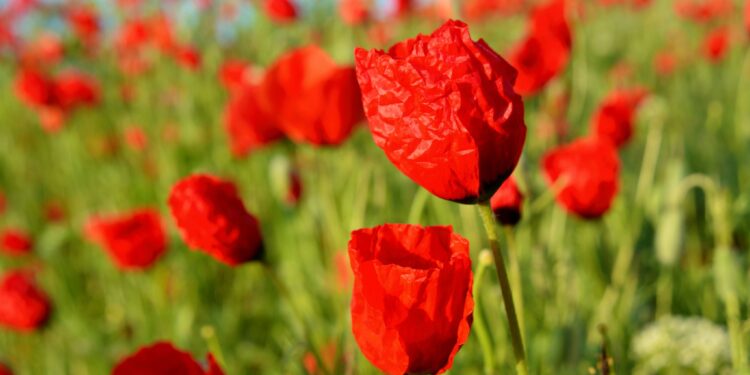 🌺 Кызгалдактуу талаалар! Бишкектин четинде сүрөткө түшүү сезону башталды