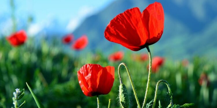 9-майга карата өлкөдө күтүлгөн аба ырайы