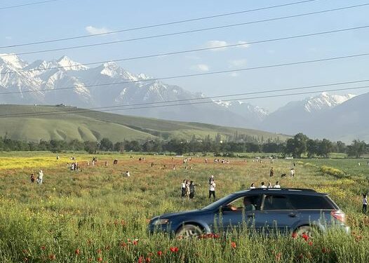 Сүрөткө түшүү үчүн кызгалдактуу талаалар тепселенип жатат