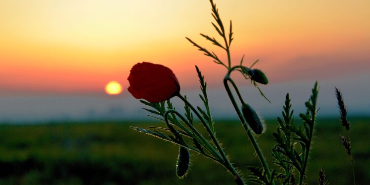 🌺 Кызгалдактуу талаалар! Бишкектин четинде сүрөткө түшүү сезону башталды