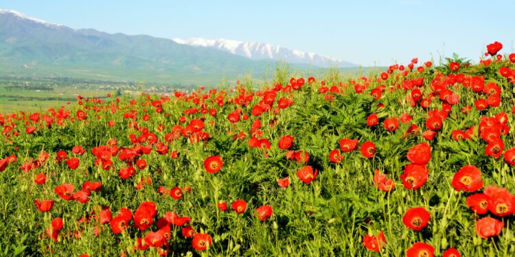 14-майга карата өлкөдө күтүлгөн аба ырайы