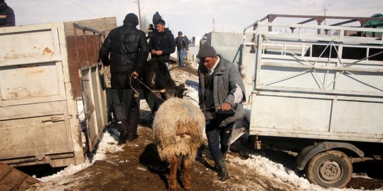 Караколдогу мал базар 18-майда жабылат