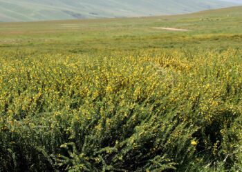 Депутат Ташиев: «Суусамырдын жайыттарын каптаган тикенекти жок кылуу керек»