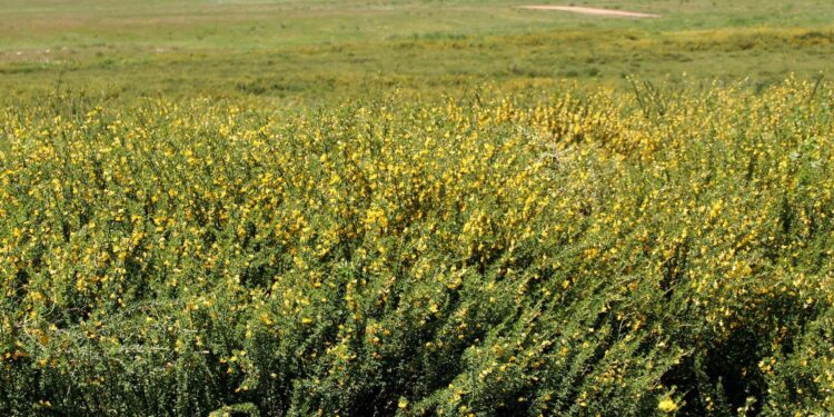 Депутат Ташиев: «Суусамырдын жайыттарын каптаган тикенекти жок кылуу керек»